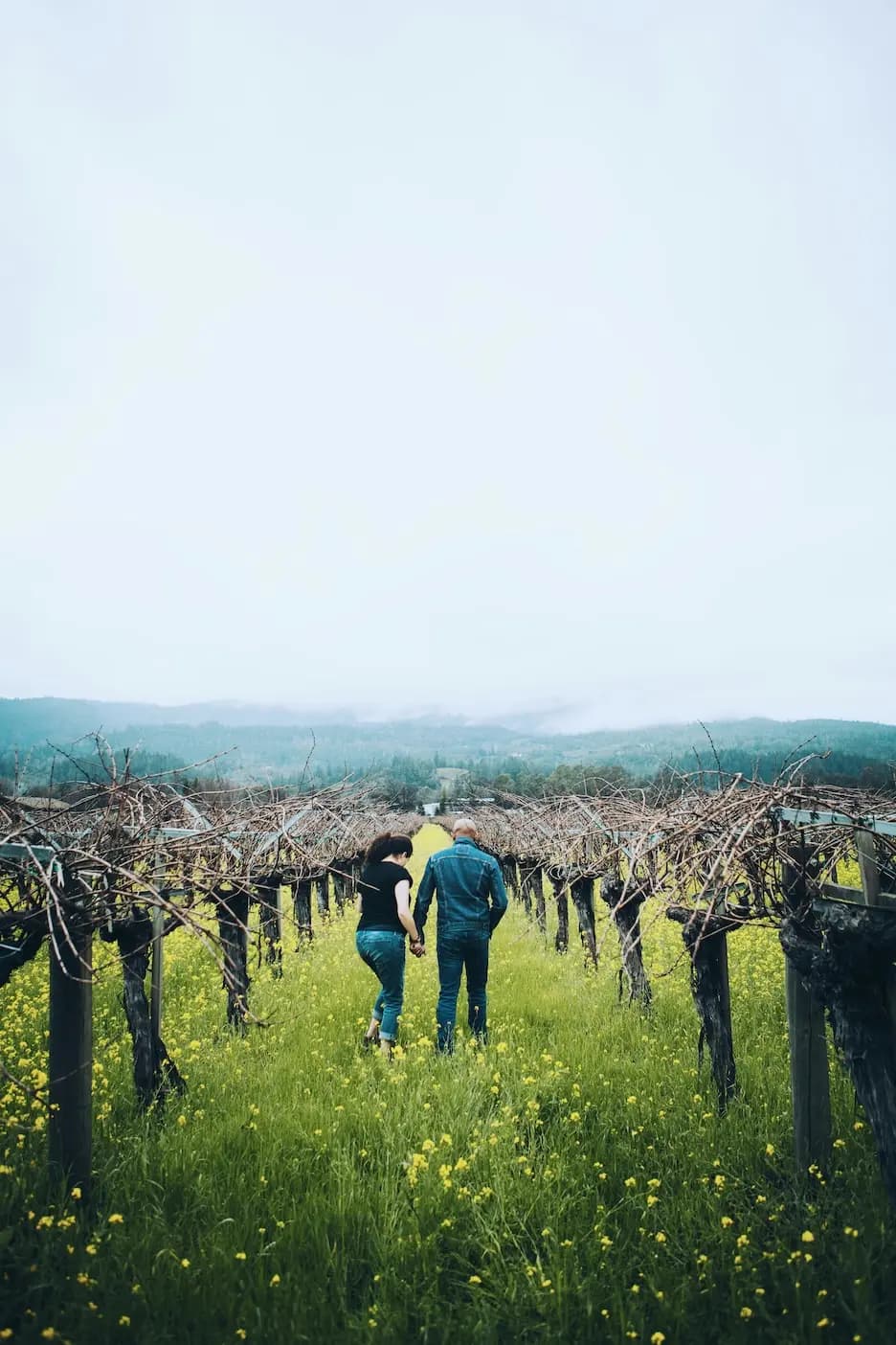 Winemakers walk in their vineyard