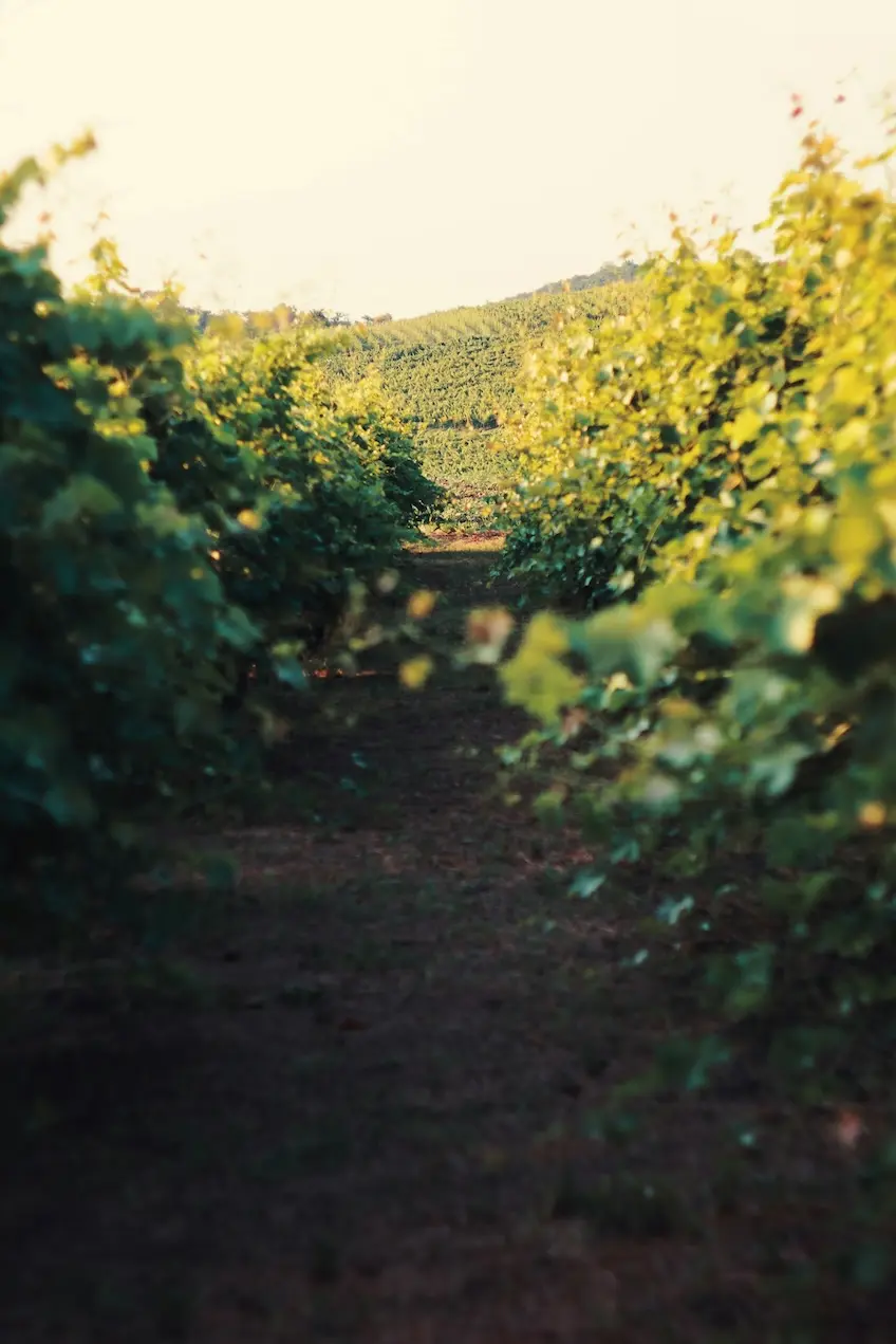 vineyard